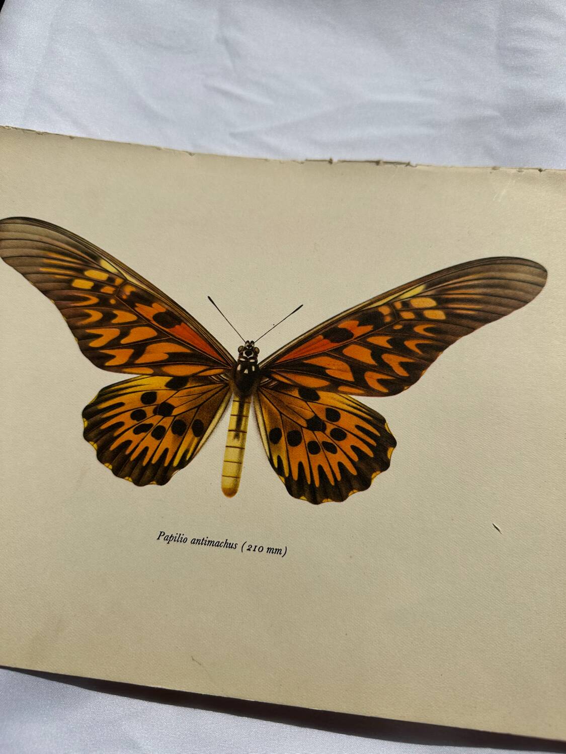 Gravure ancienne papillon 1900 planche botanique naturaliste