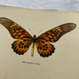 Antique butterfly engraving 1900 naturalist botanical plate