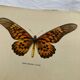 Gravure ancienne papillon 1900 planche botanique naturaliste