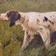 Grande peinture à l'huile sur toile chien de chasse dans le bois signée