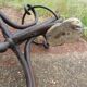 Parrot coat holder in curved wood - Art Nouveau