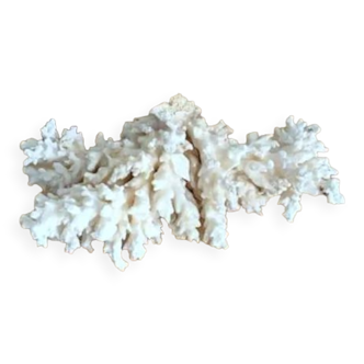 Ancient coral
