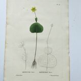 Antique botanical engraving from 1829 - Ranunculus Thora - Hand painted by Pierre-Antoine Poiteau