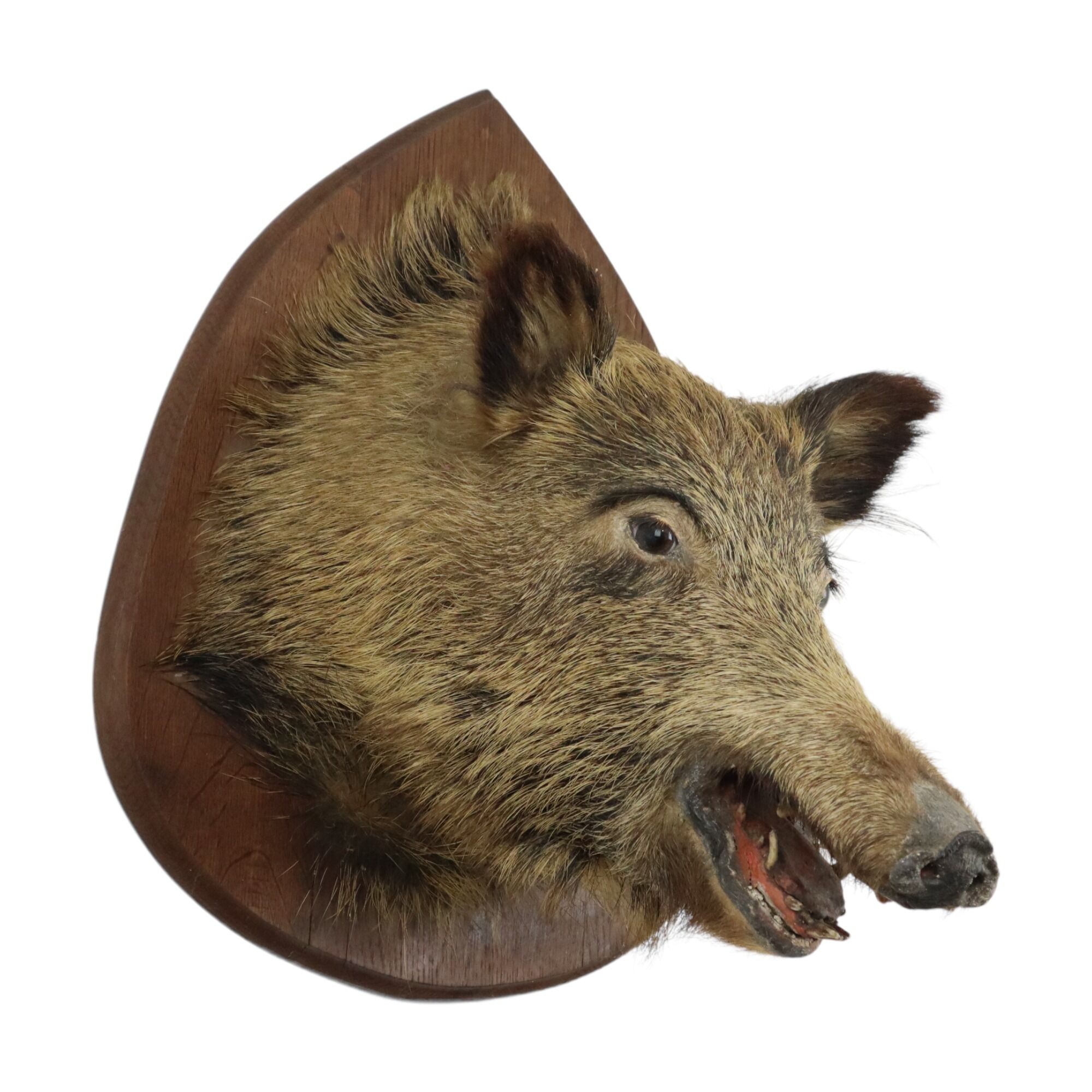Wild boar head taxidermy wild boar bust stuffed animal 55cm