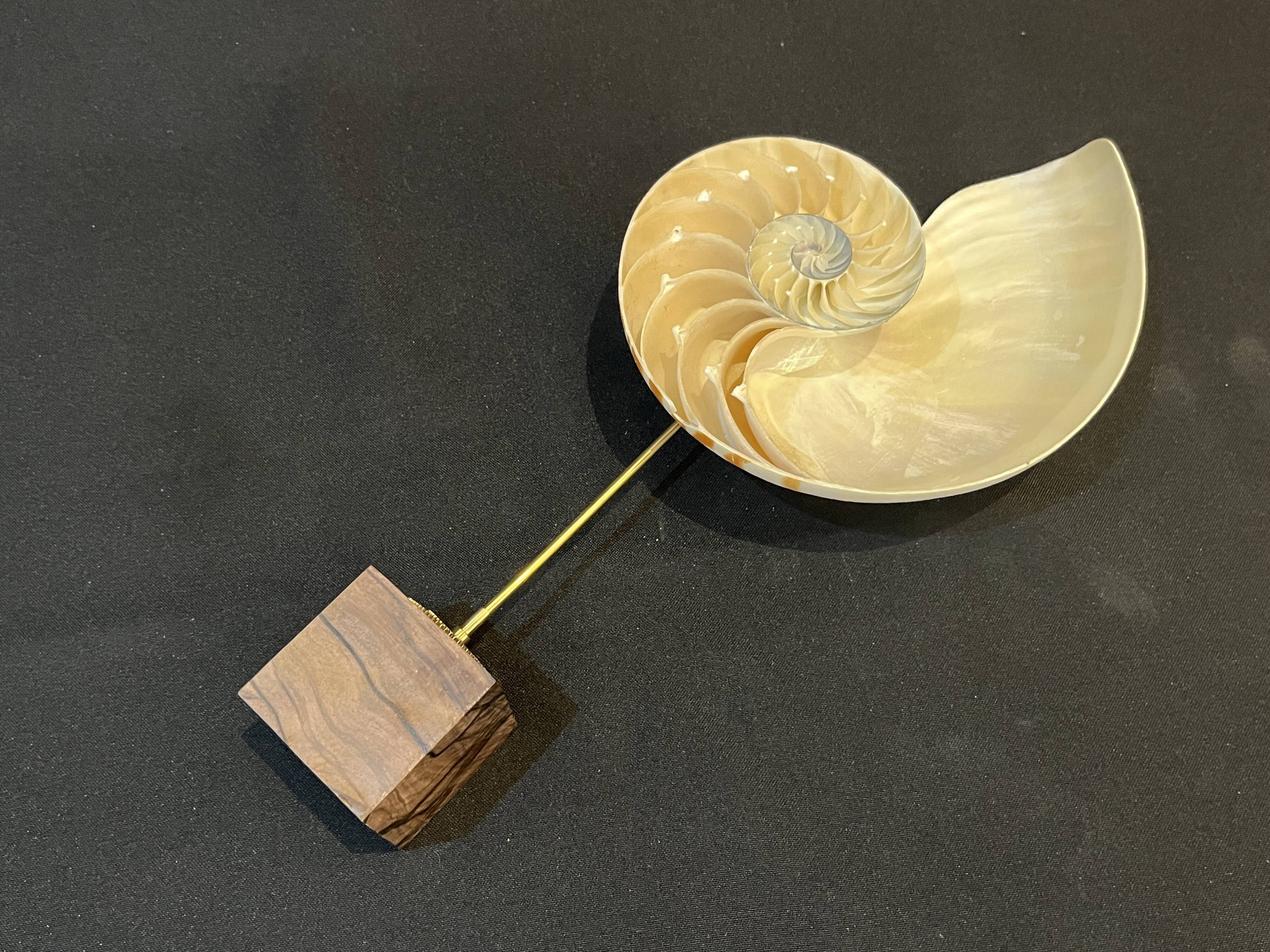 Antique large half nautilus on wooden base cabinet of curiosities