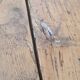 Grande table basse de ferme ancienne 220cm