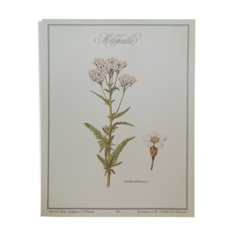 Planche botanique millefeuille