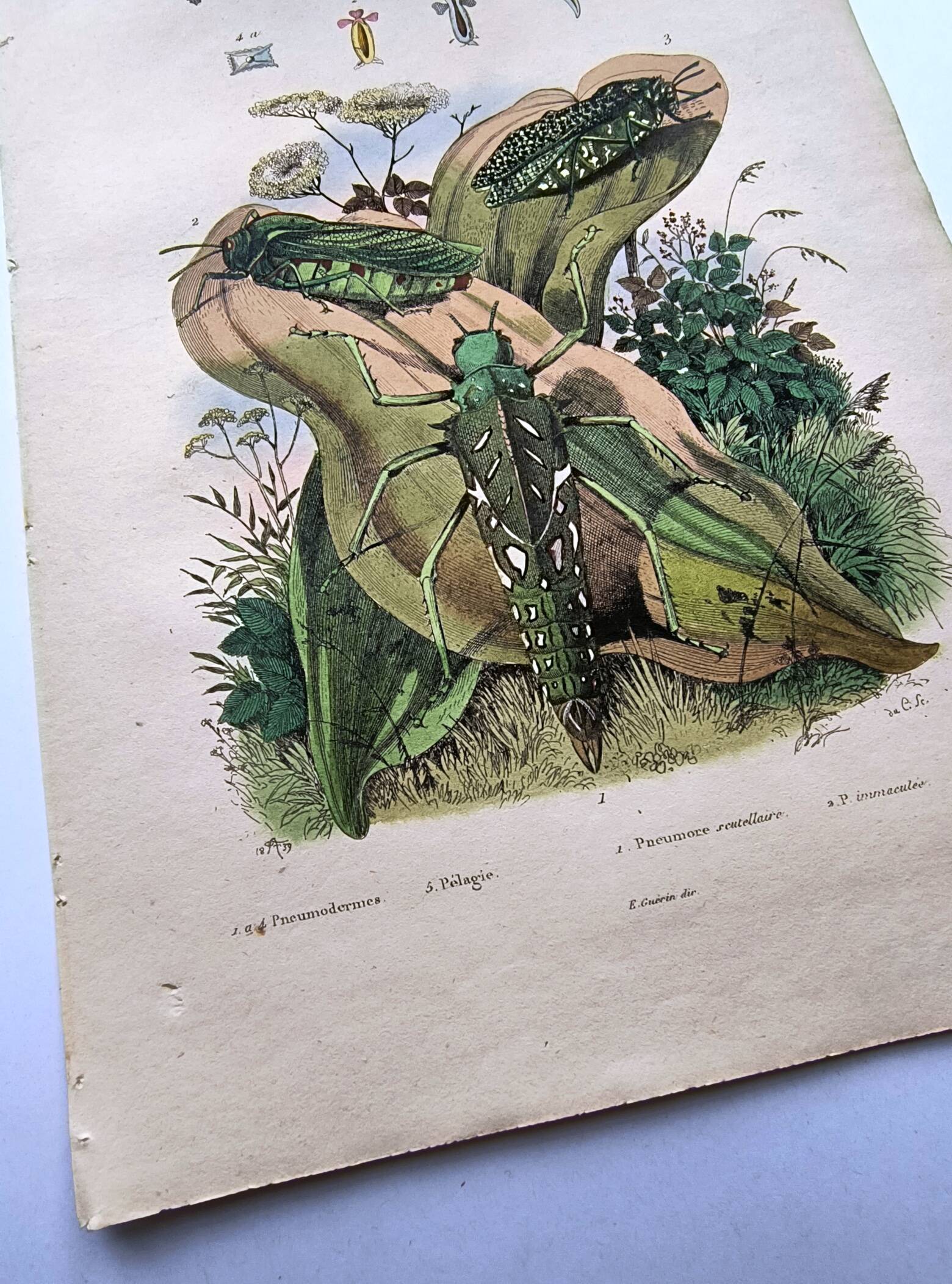 Lot of 3 old engravings from 1839 - Crickets and birds of prey - Colored plates