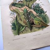 Lot of 3 old engravings from 1839 - Crickets and birds of prey - Colored plates