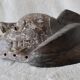 Masque Africain Vintage Bois Sculpté et Patiné, Gabon, TBE