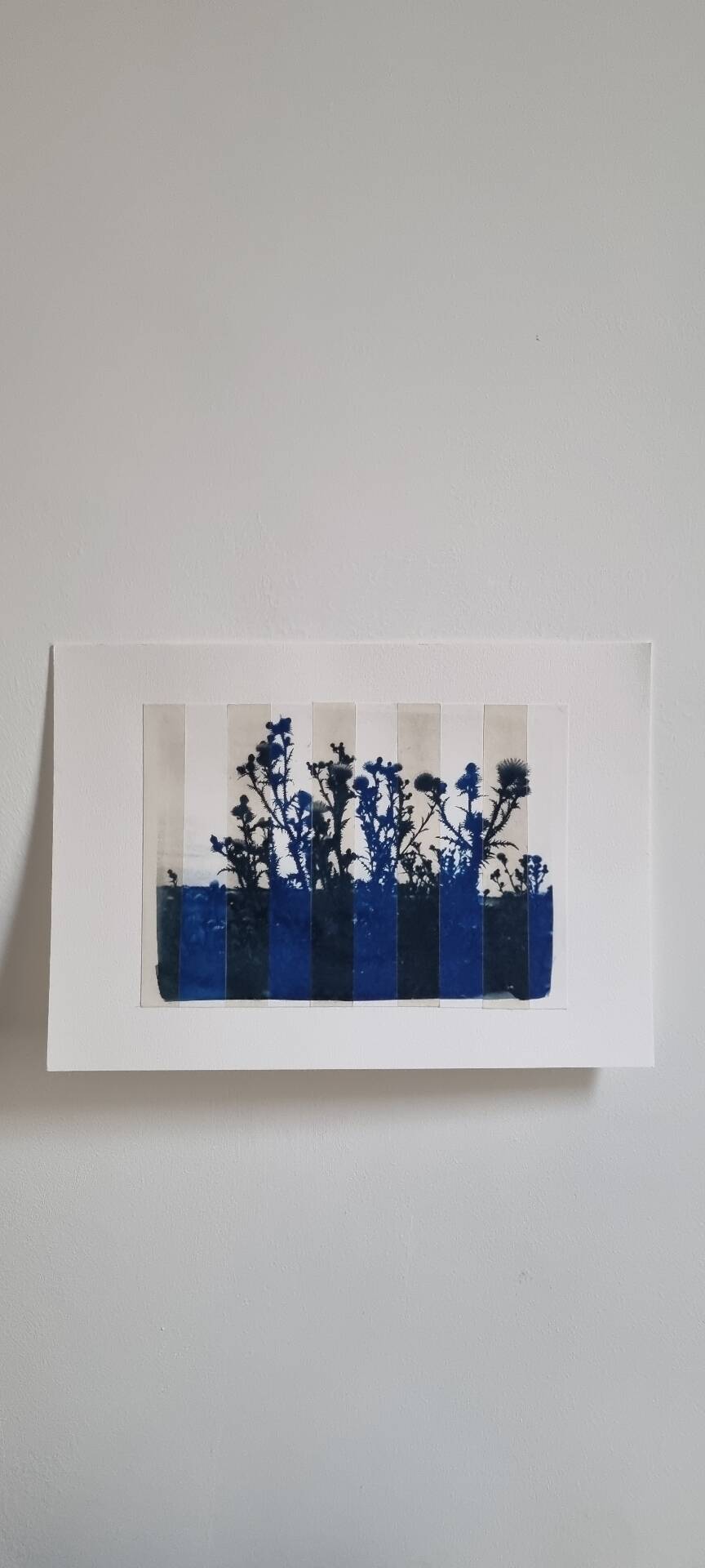 Cyanotype photo bichromy