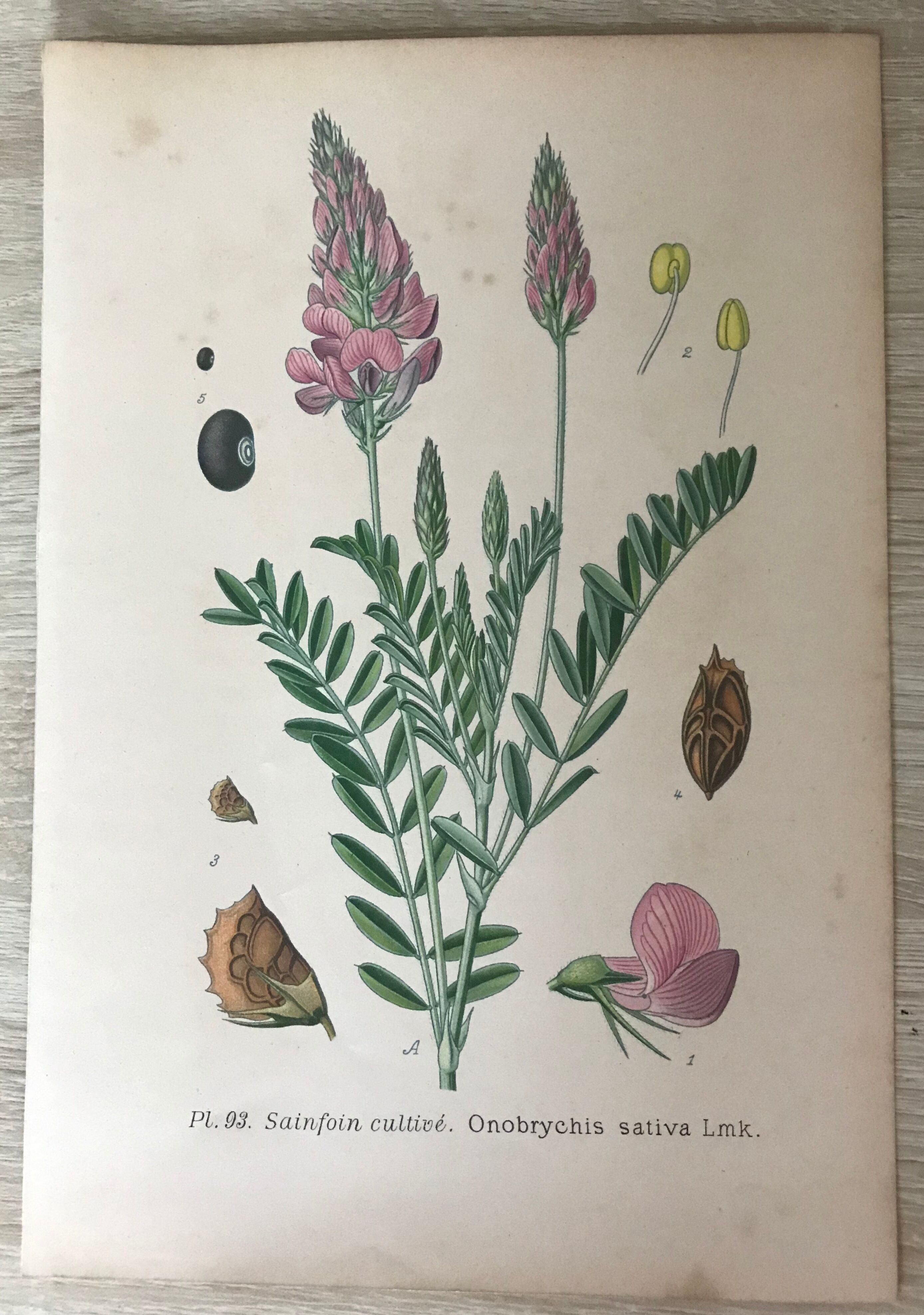 Planches botaniques de fleurs roses 1891