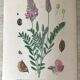 Planches botaniques de fleurs roses 1891