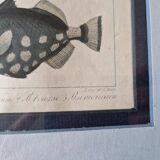 Gravure en couleurs par C. Motte, d'après Paul Louis Oudart (1796-1850), "Poissons"