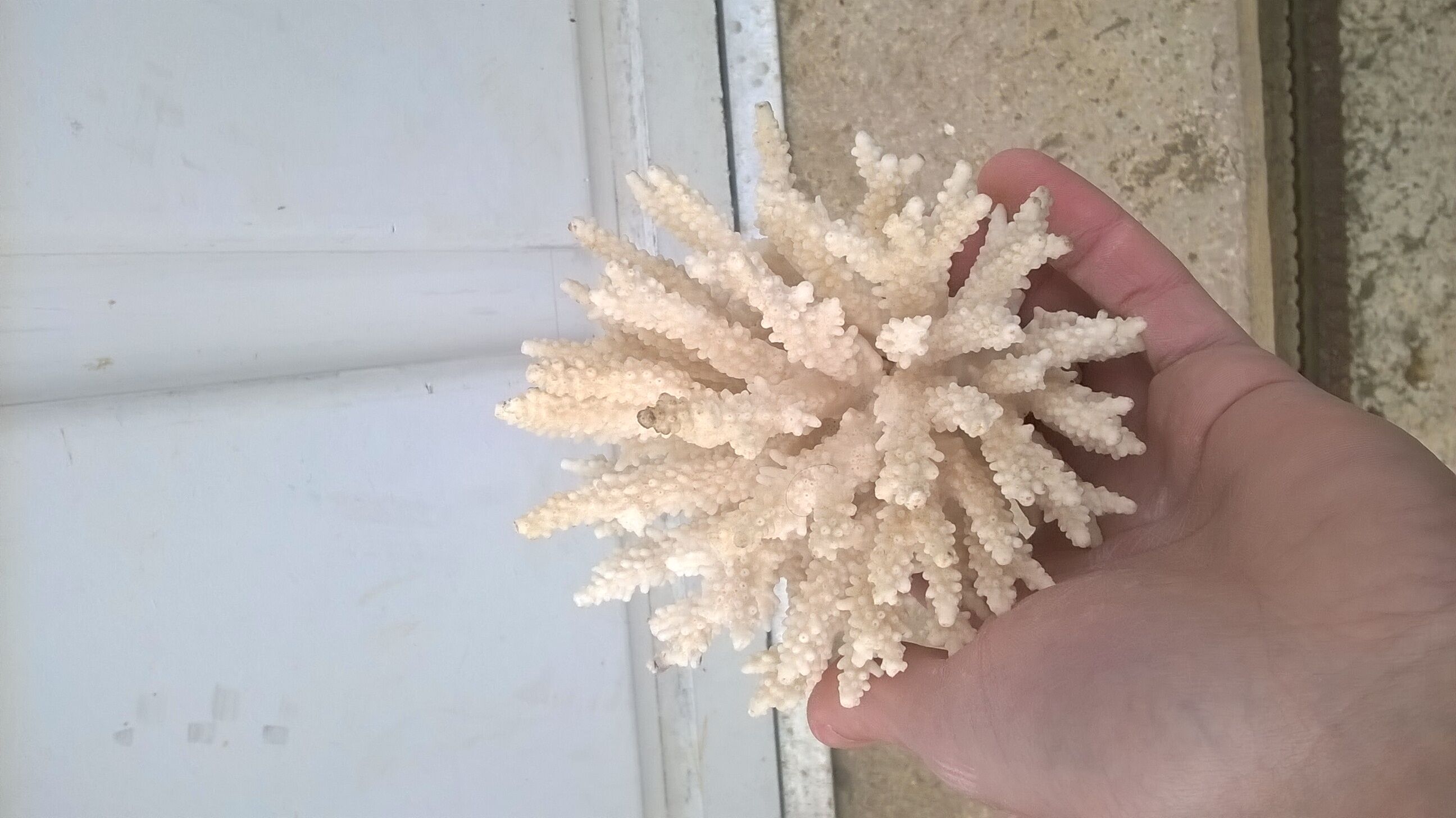 Vintage white coral