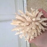 Vintage white coral