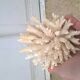 Corail blanc vintage