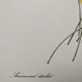 Planche illustrée originale Anémone étoilée