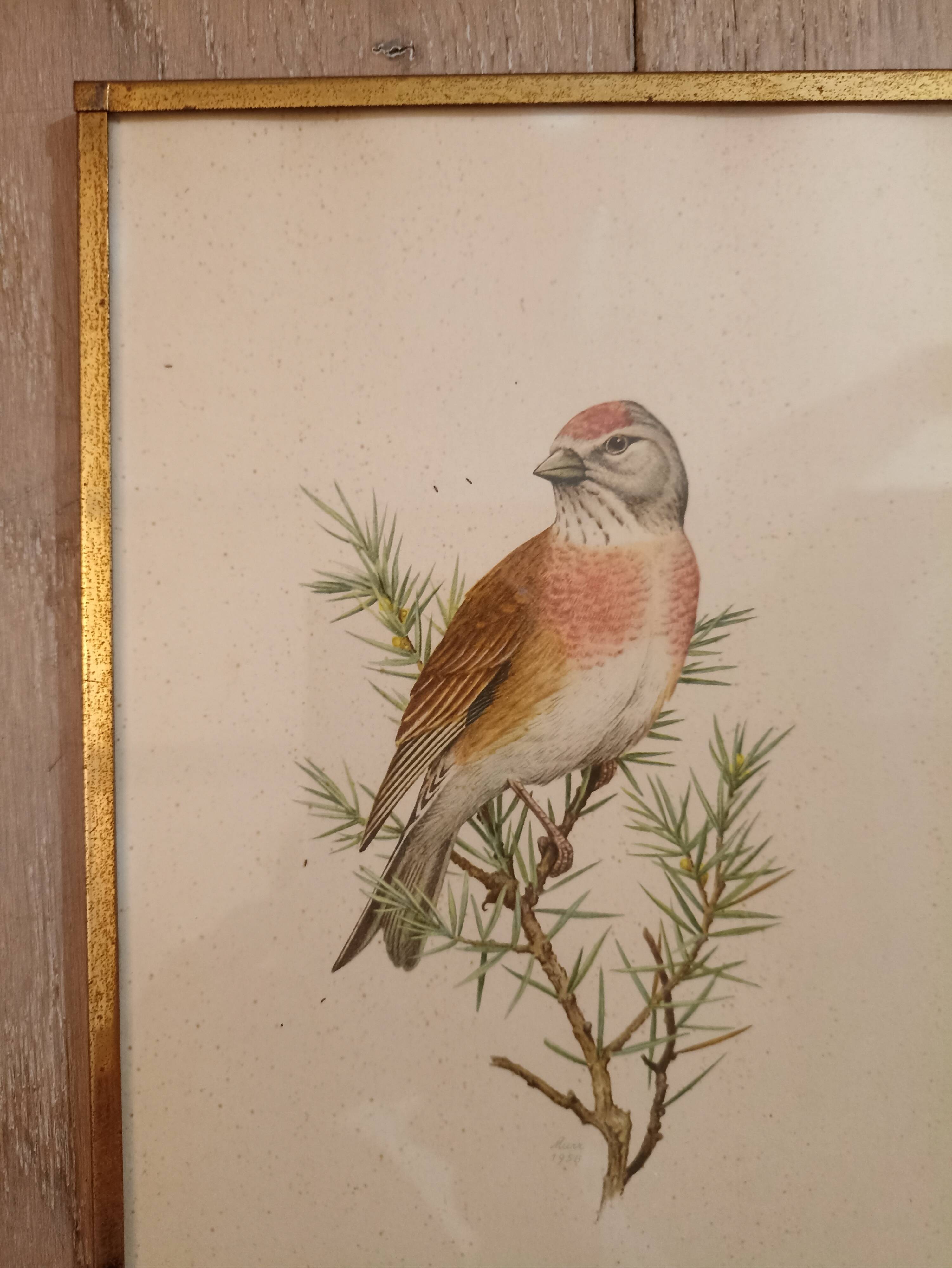 Old lithographs 1957