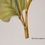 Botanical plate grande burdane