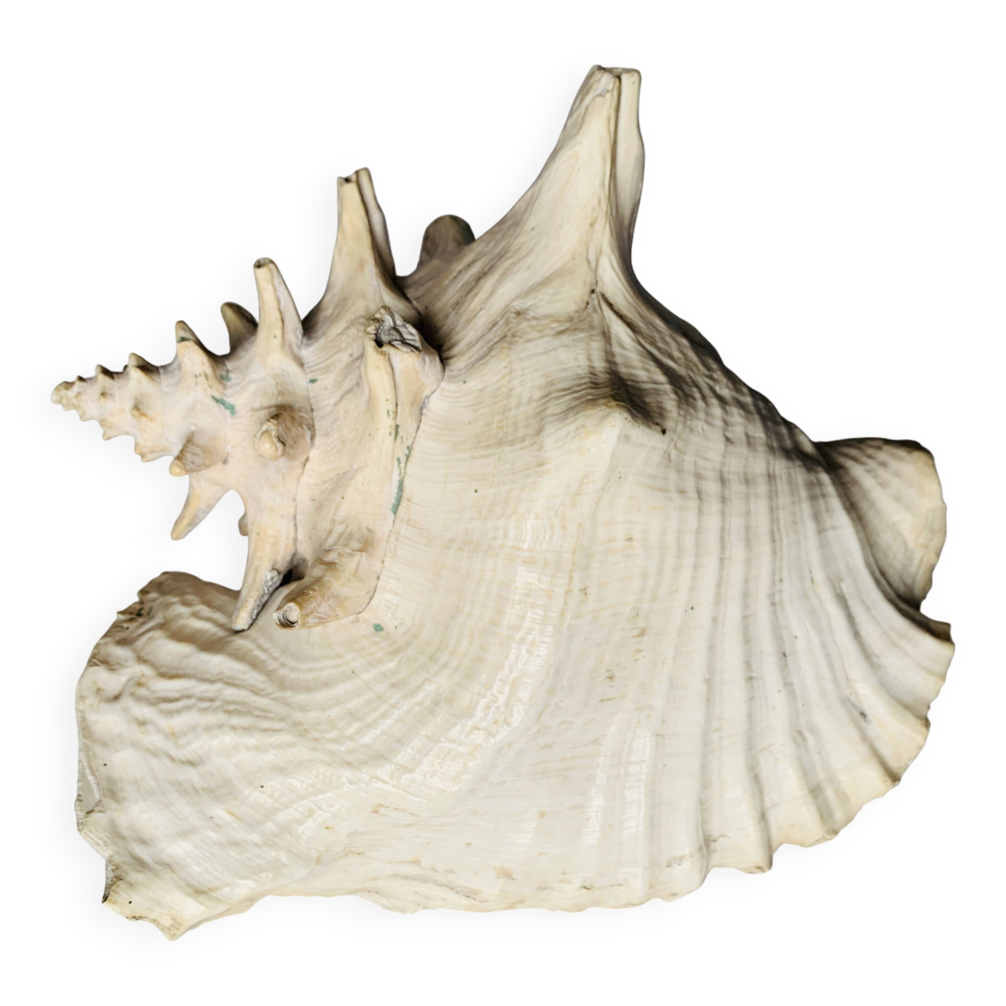 Coquillage de mer