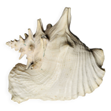 Sea shell