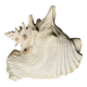 Coquillage de mer
