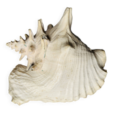 Sea shell