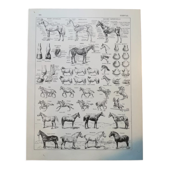 Lithographie sur le cheval de 1928