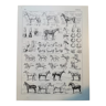 Lithographie sur le cheval de 1928