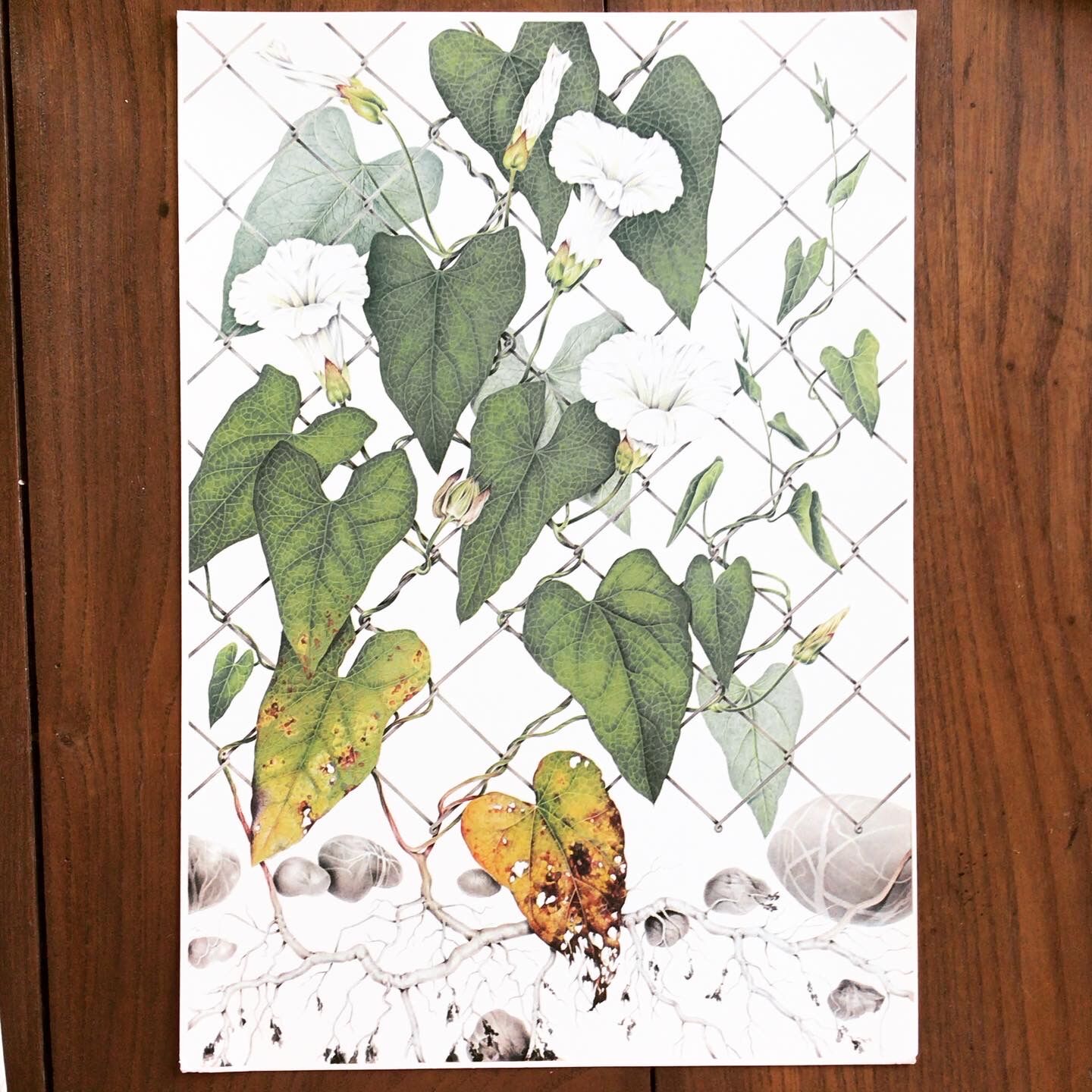 Botanical plate 1976