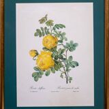 Pair ge lithographs after Redouté