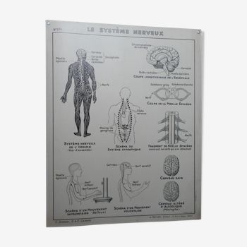 Carte affiche scolaire hatier  le système nerveux - les articulations et muscles n°11 et 11 bis