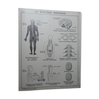 Hatier school map the nervous system - joints and muscles no. 11 and 11 bis