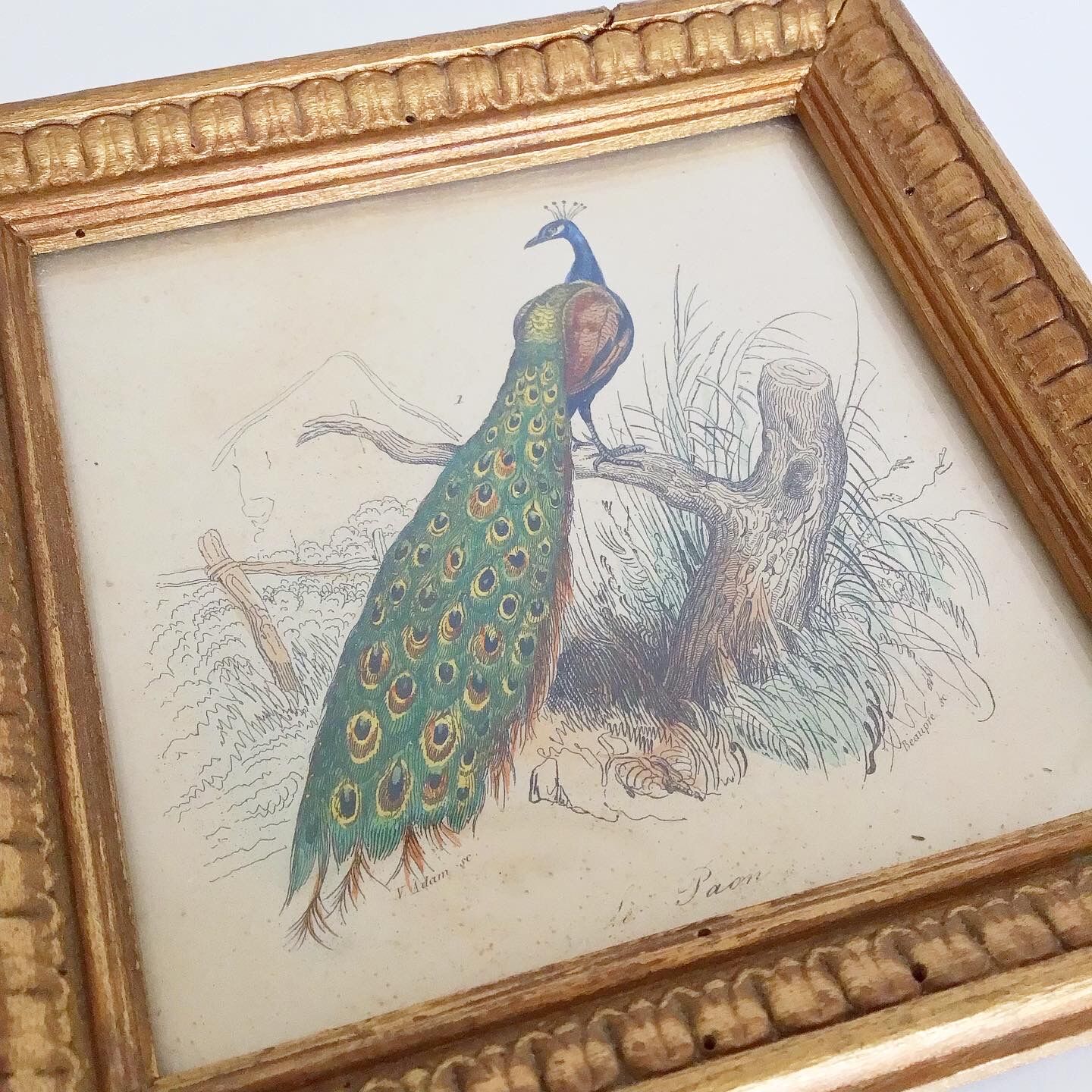 Vintage peacock lithography frame