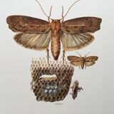 Vintage Print Insects, Butterflies Old Illustration 1969