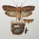 Vintage Print Insects, Butterflies Old Illustration 1969
