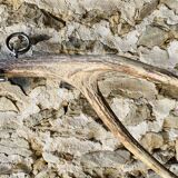 Deer antler coat rack 3 hooks