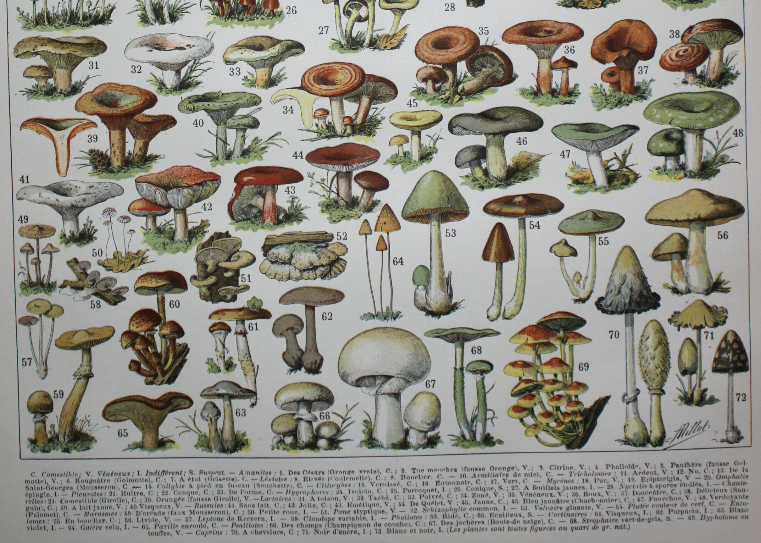 Engraving • Mushrooms 1, picking • Original lithograph from 1898
