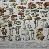 Engraving • Mushrooms 1, picking • Original lithograph from 1898