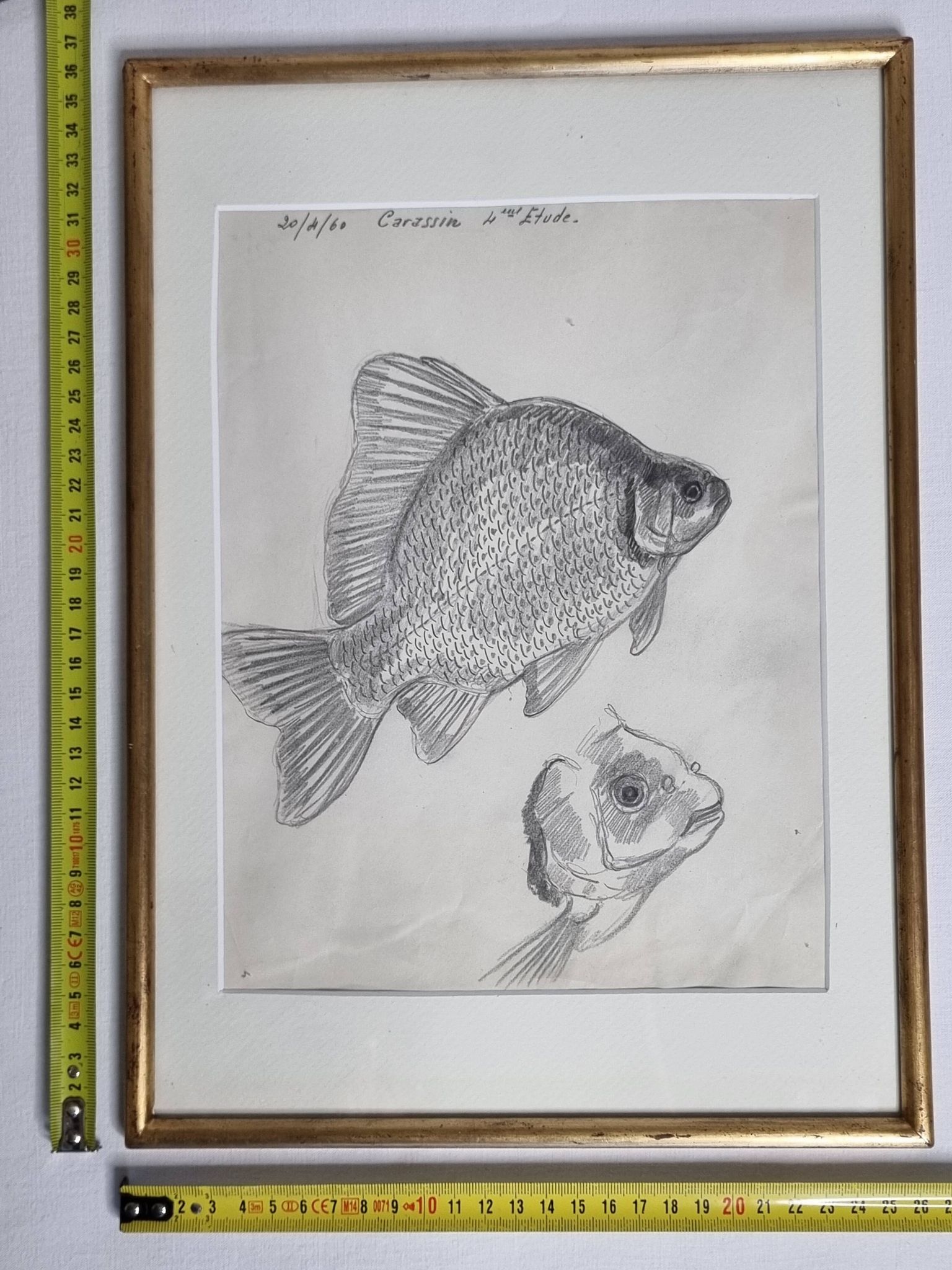Original drawing by Marcel Bourgeois, 1960, Carassine, Graphite on paper