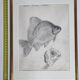 Original drawing by Marcel Bourgeois, 1960, Carassine, Graphite on paper