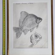 Original drawing by Marcel Bourgeois, 1960, Carassine, Graphite on paper