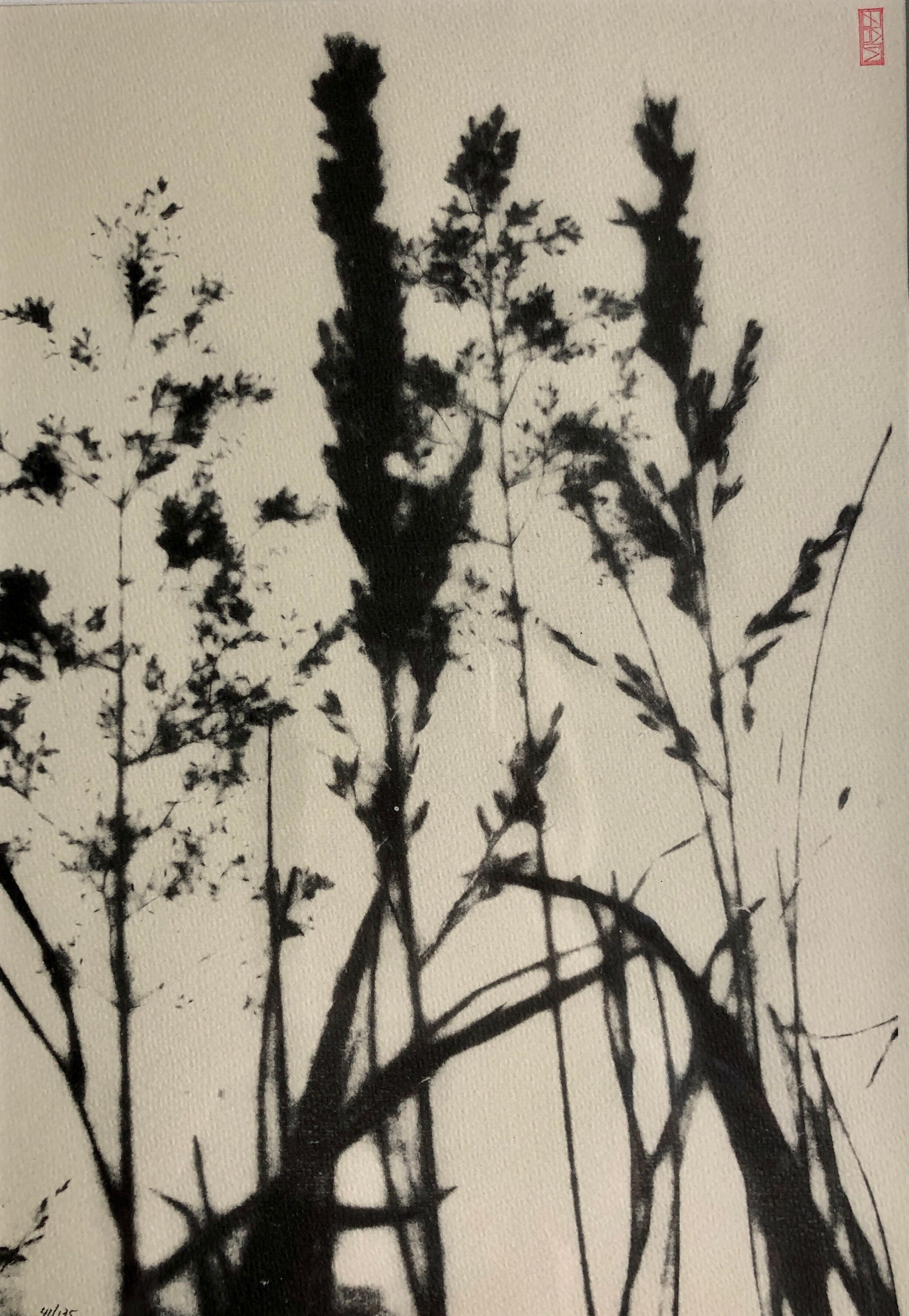 Framed lithograph - extract from the notebook "Les Natugraphies" - Albert de Visscher