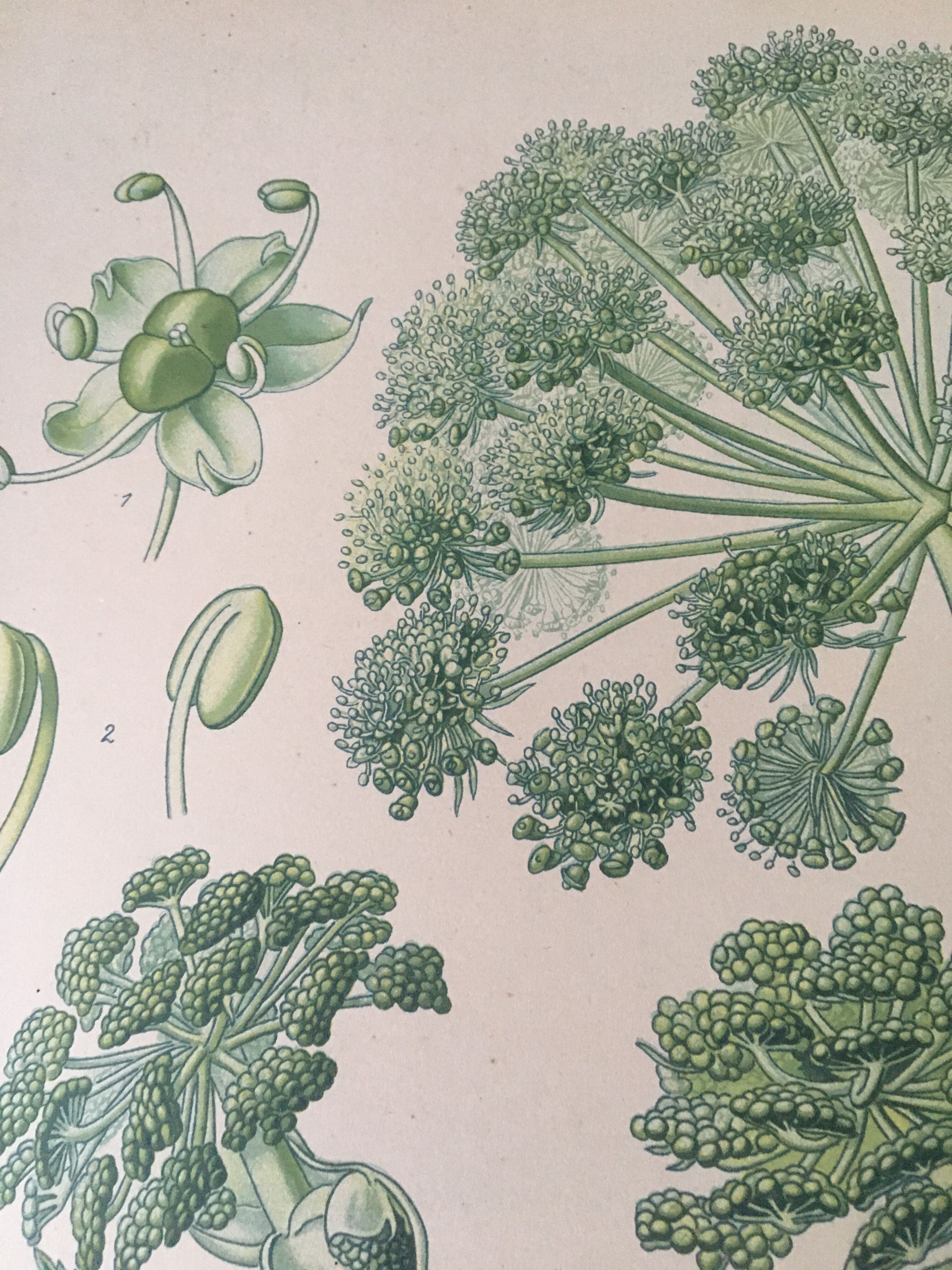 E. botanical plank. Kohler 1887