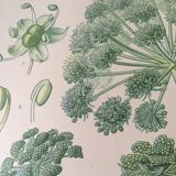 E. botanical plank. Kohler 1887