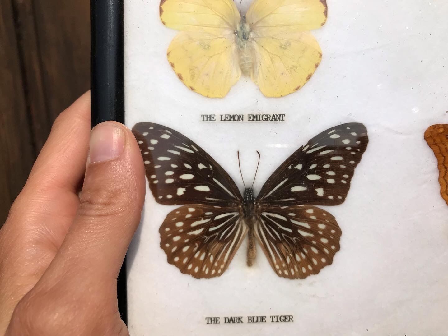 Butterfly frame