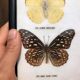Butterfly frame