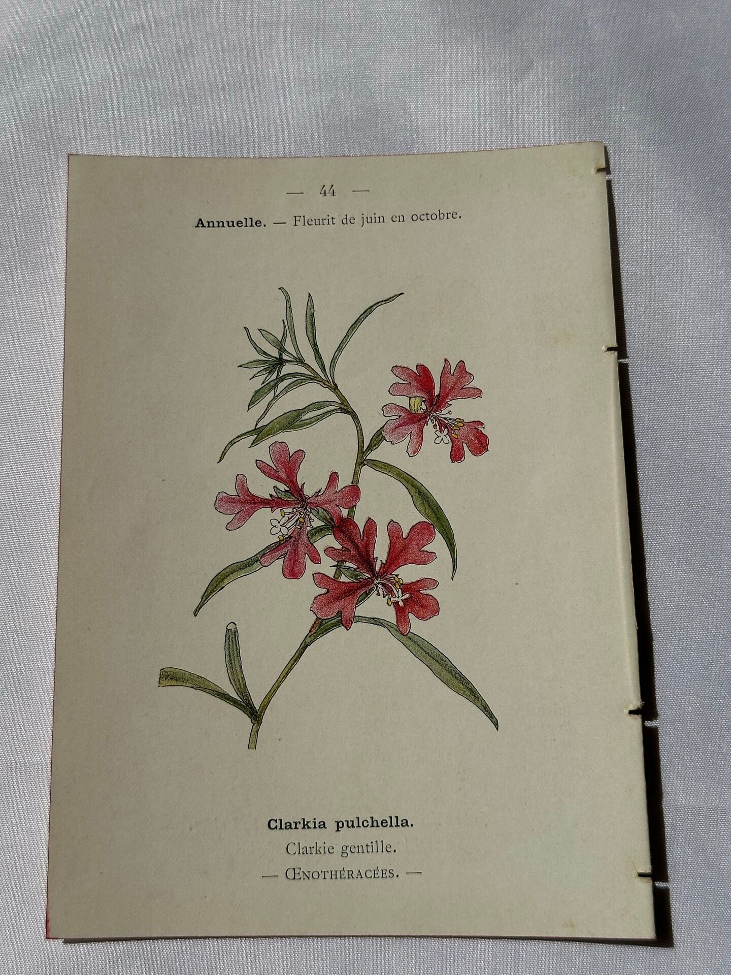 🌿 Botanical Plate Old Naturalist Engraving 19th Century Double-Sided