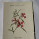 🌿 Botanical Plate Old Naturalist Engraving 19th Century Double-Sided